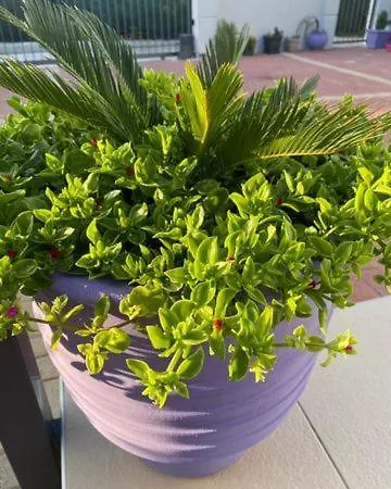 فيلة Artemis A&b *