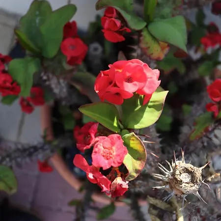 فيلة Artemis A&b