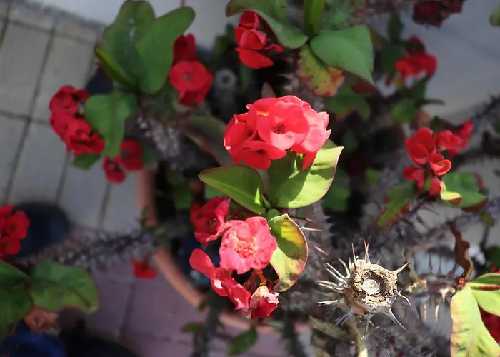 Вілла Artemis A&b